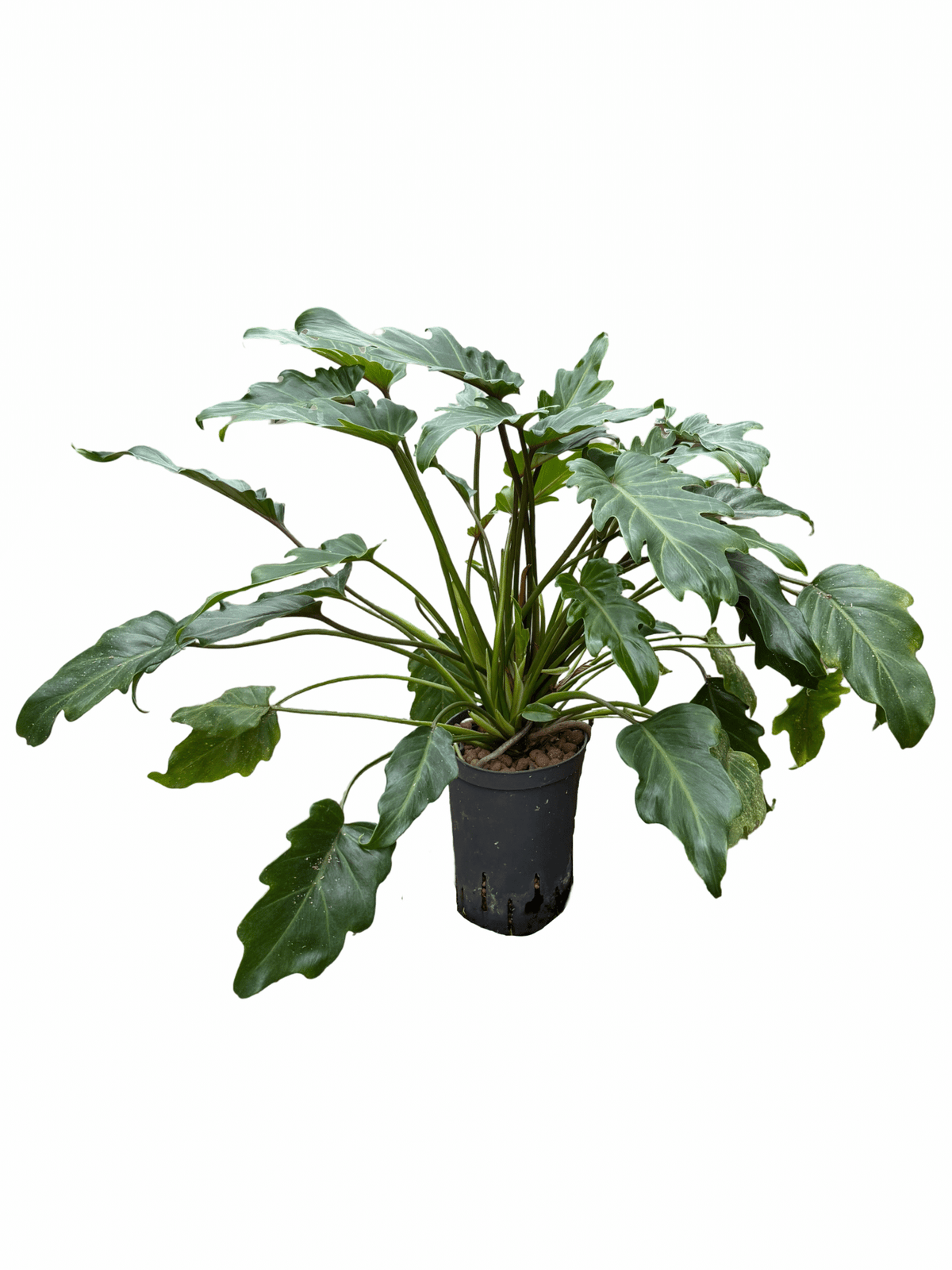 Filodendro 'Xanadu'