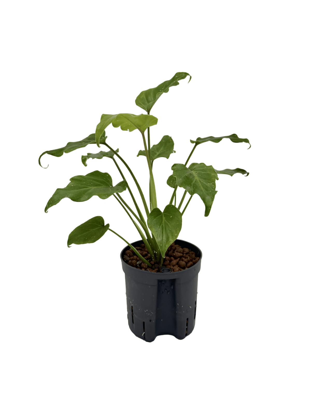 Filodendro 'Xanadu'