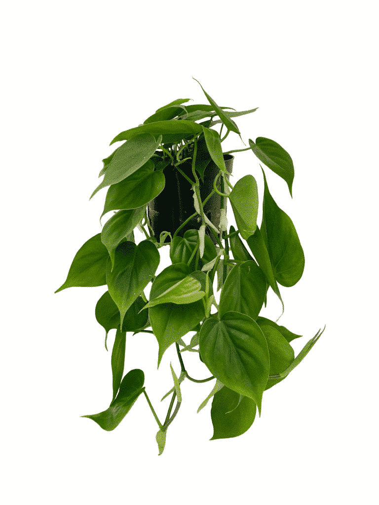 Scandali del Philodendron