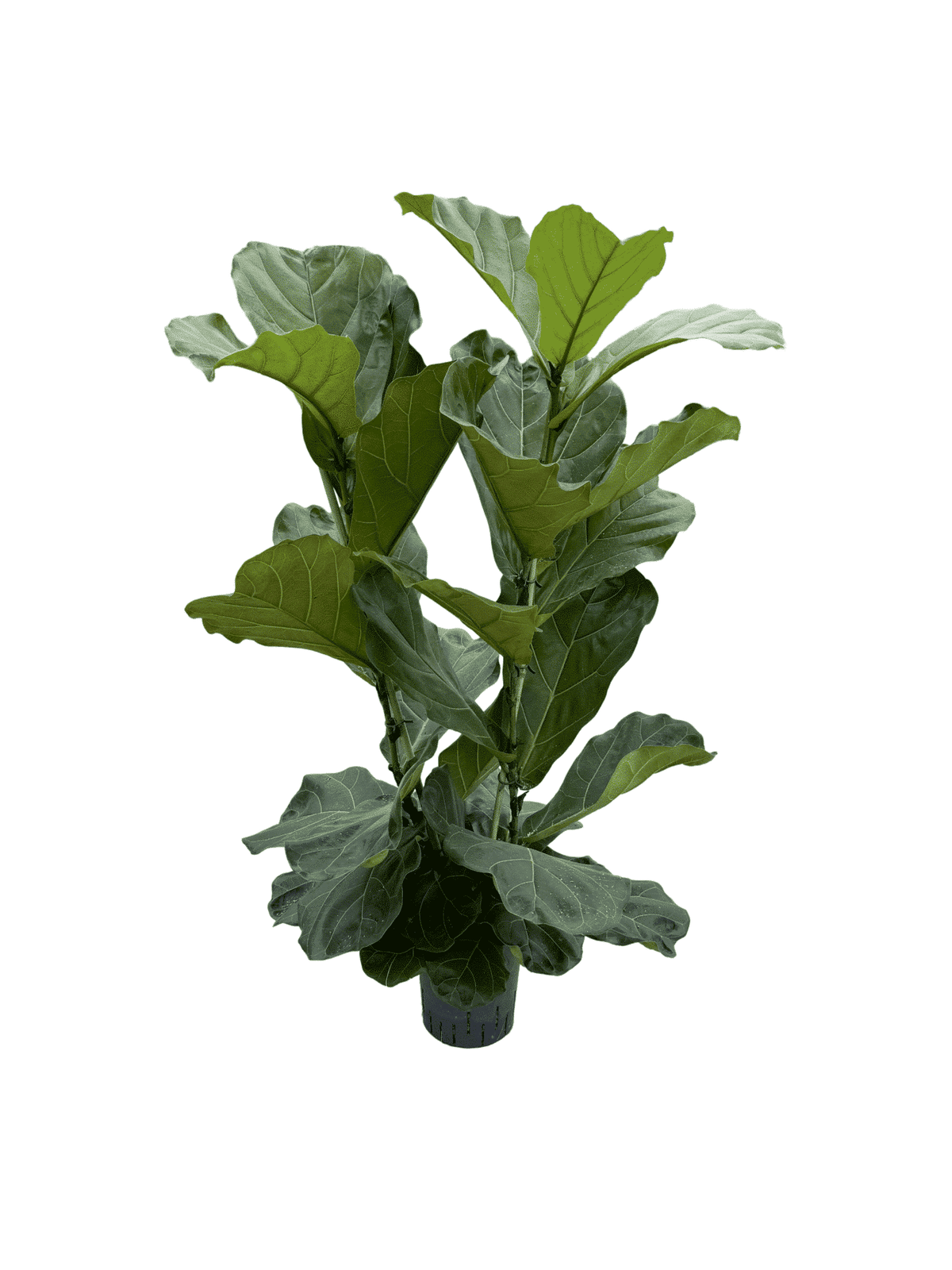 ficus lyrata