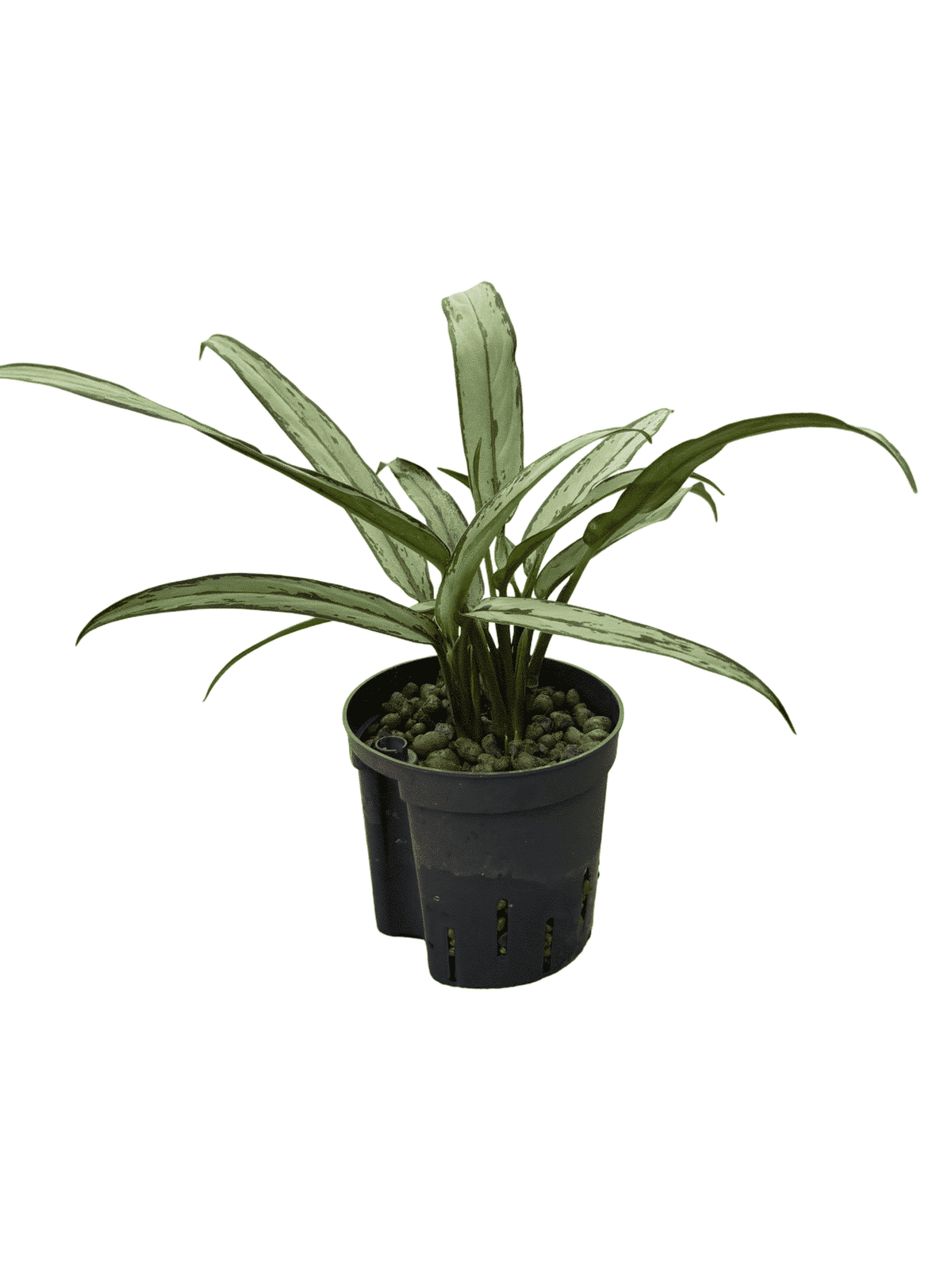 Aglaonema 'Cutlass'