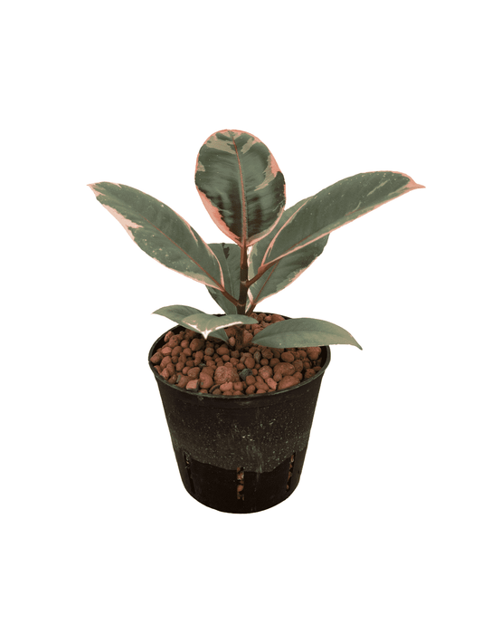 Ficus elastica 'Ruby'