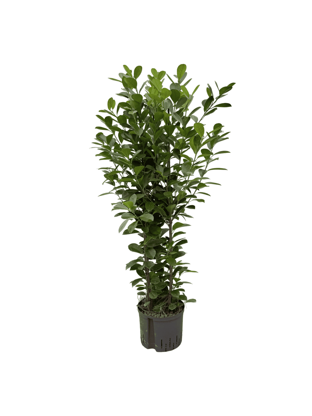 Ficus 'Moclame'