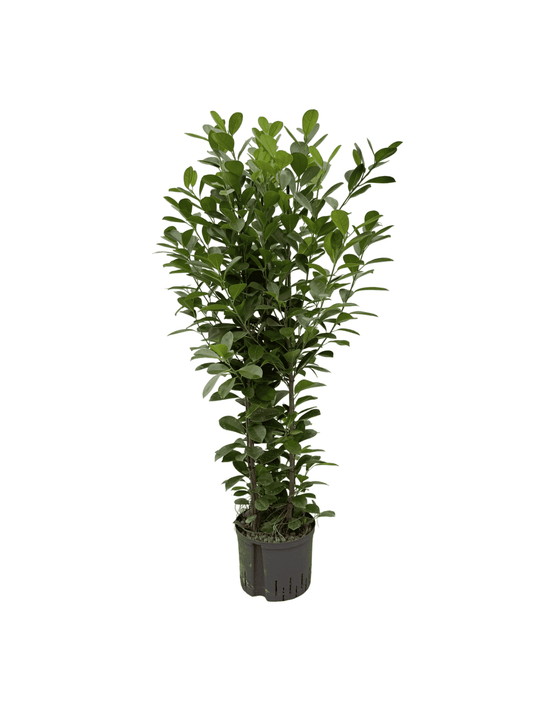 Ficus 'Moclame'