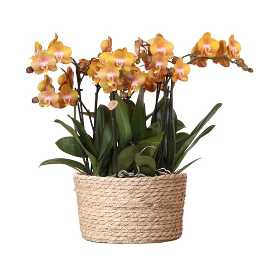 Kolibri Orchids | oranje orchideeënset in Cotton Basket incl. waterreservoir | drie oranje orchideeën Las Vegas 12cm | Mono Bouquet oranje met zelfvoorzienend waterreservoir.