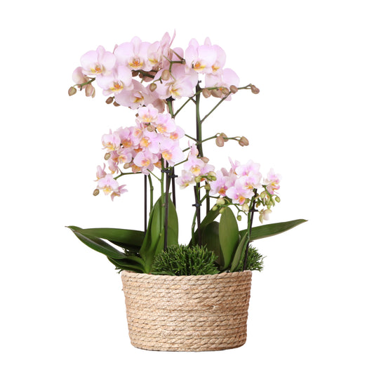 Orchidee colibrì | set di piante rosa in cestino di cotone incl tre orchidee rosa Andorra 9 cm e tre piante verdi | Jungle Bouquet rosa con riserva d'acqua autosufficiente