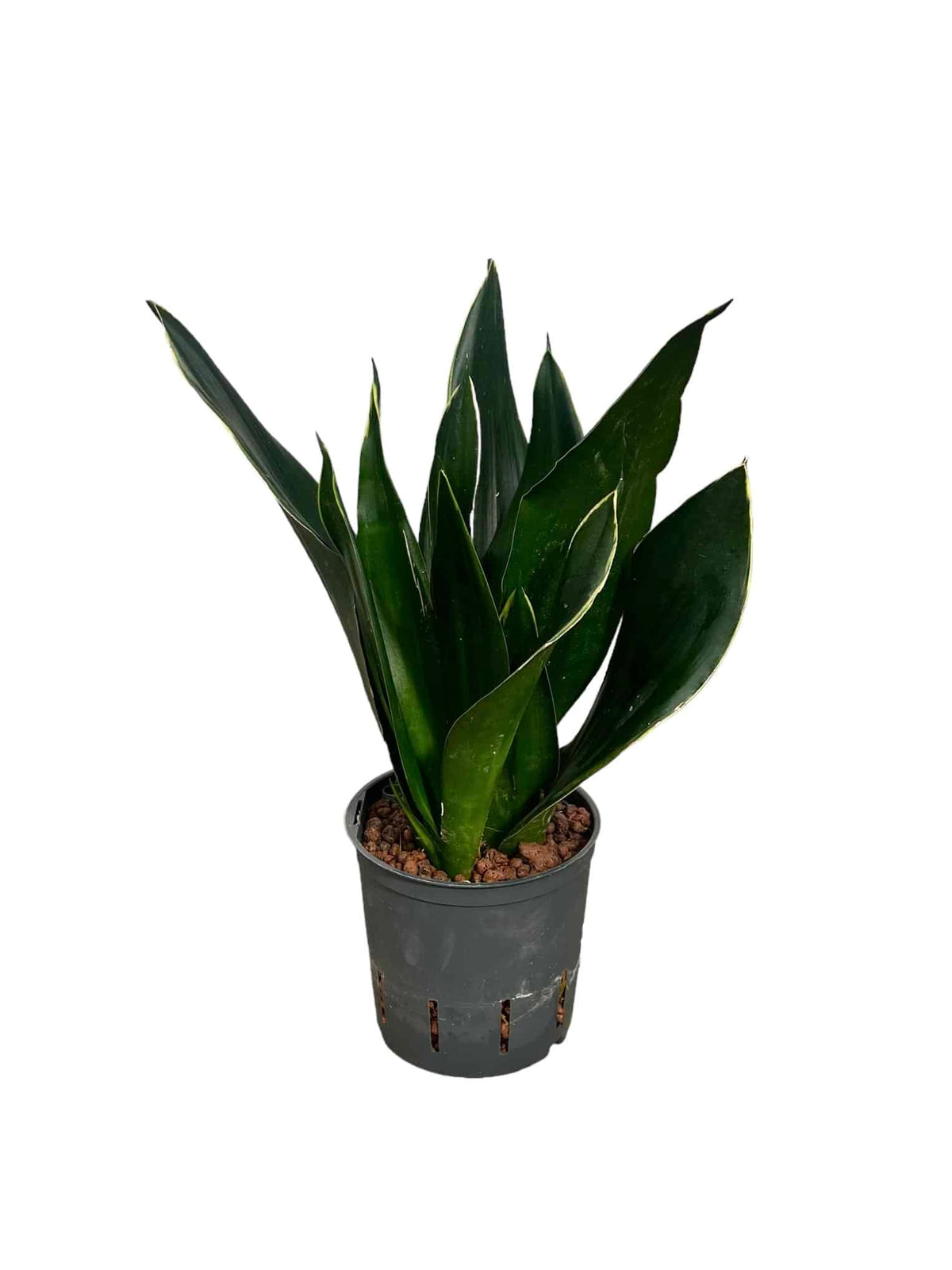 Sansevieria 'Black Diamond'