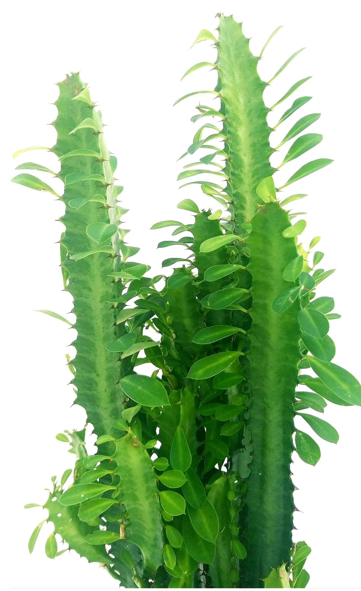 Cactussen Desert Mix - Ø17cm - ↕70cm Cactus Desert Mix (Euphorbia) - 3 stuks - Ø17cm - ↕70cm