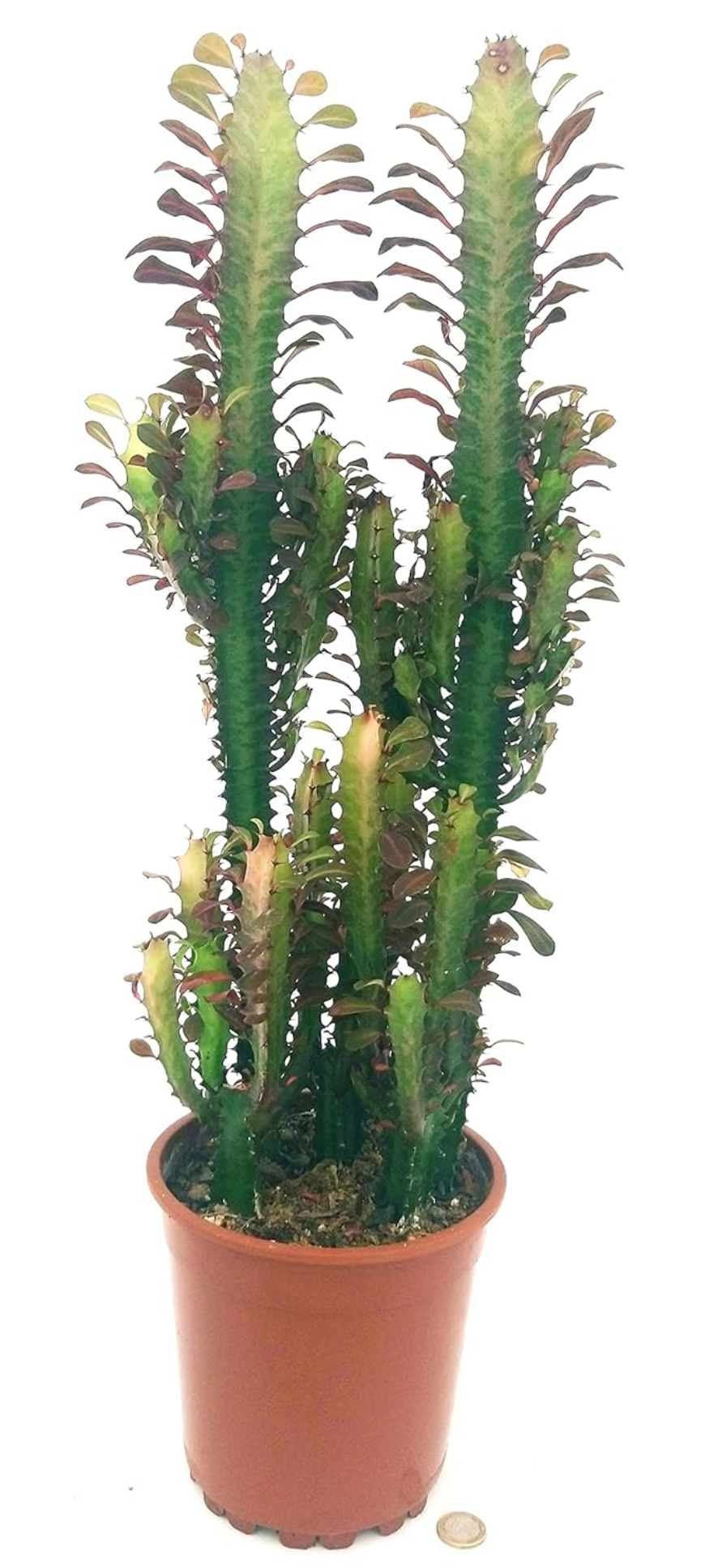 Cactussen Desert Mix - Ø17cm - ↕70cm Cactus Desert Mix (Euphorbia) - 3 stuks - Ø17cm - ↕70cm