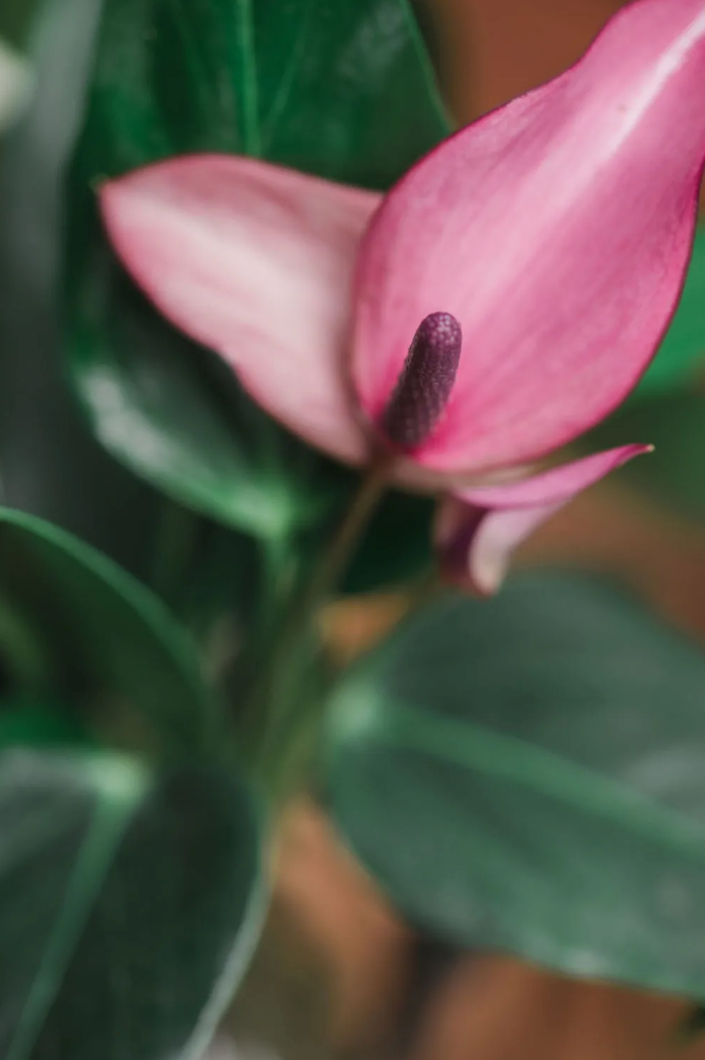 FLOWER JEWEL | HOUTEN RONDE HOUDER | ANTHURIUM