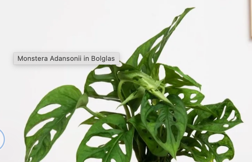 GIOIELLO DI LUCE | SUPPORTO TONDO IN LEGNO | MONSTERA ADANSONII 