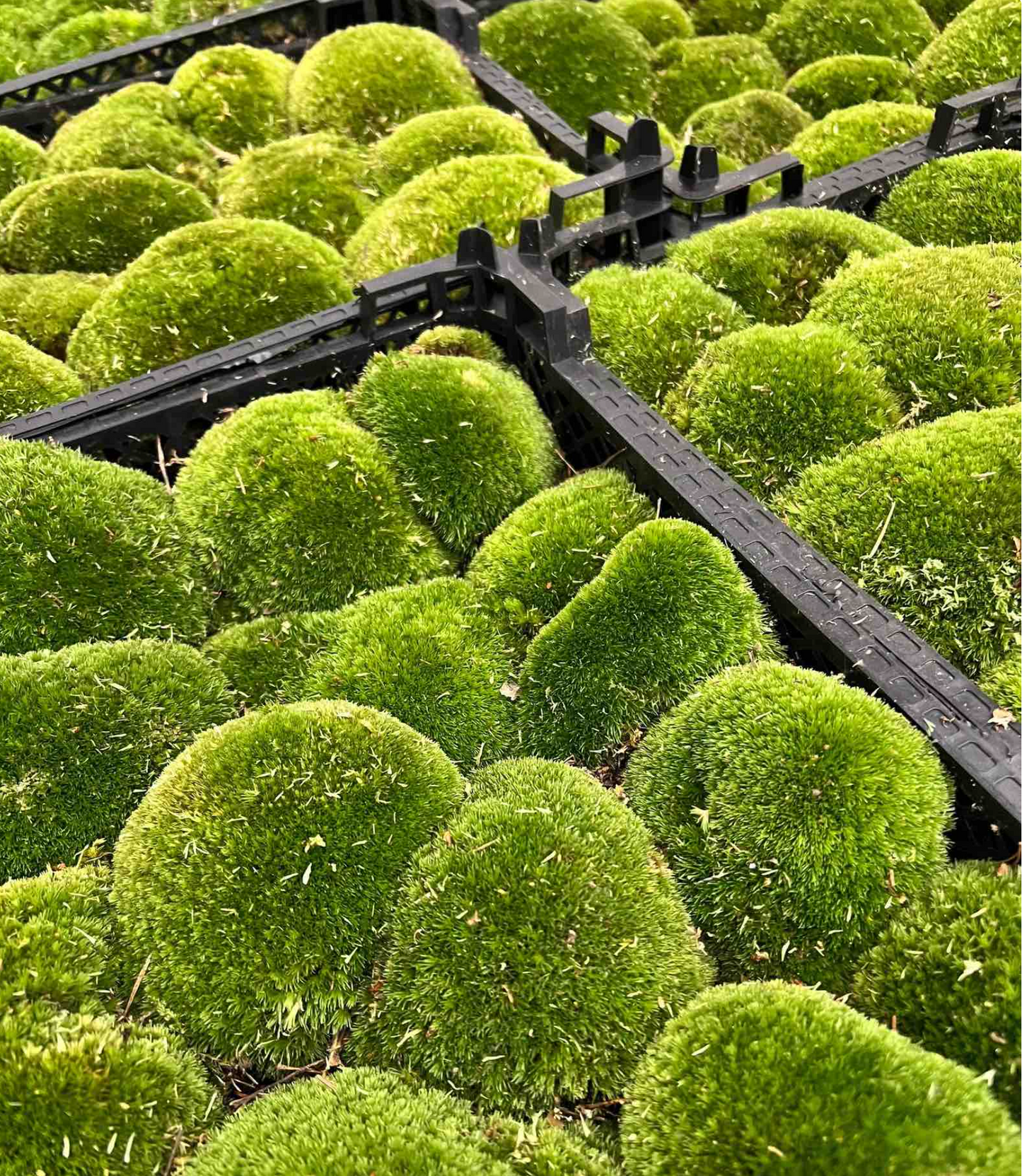 Live Cushion Moss - Premium Fresh Moss - 12 pcs (4 bags)