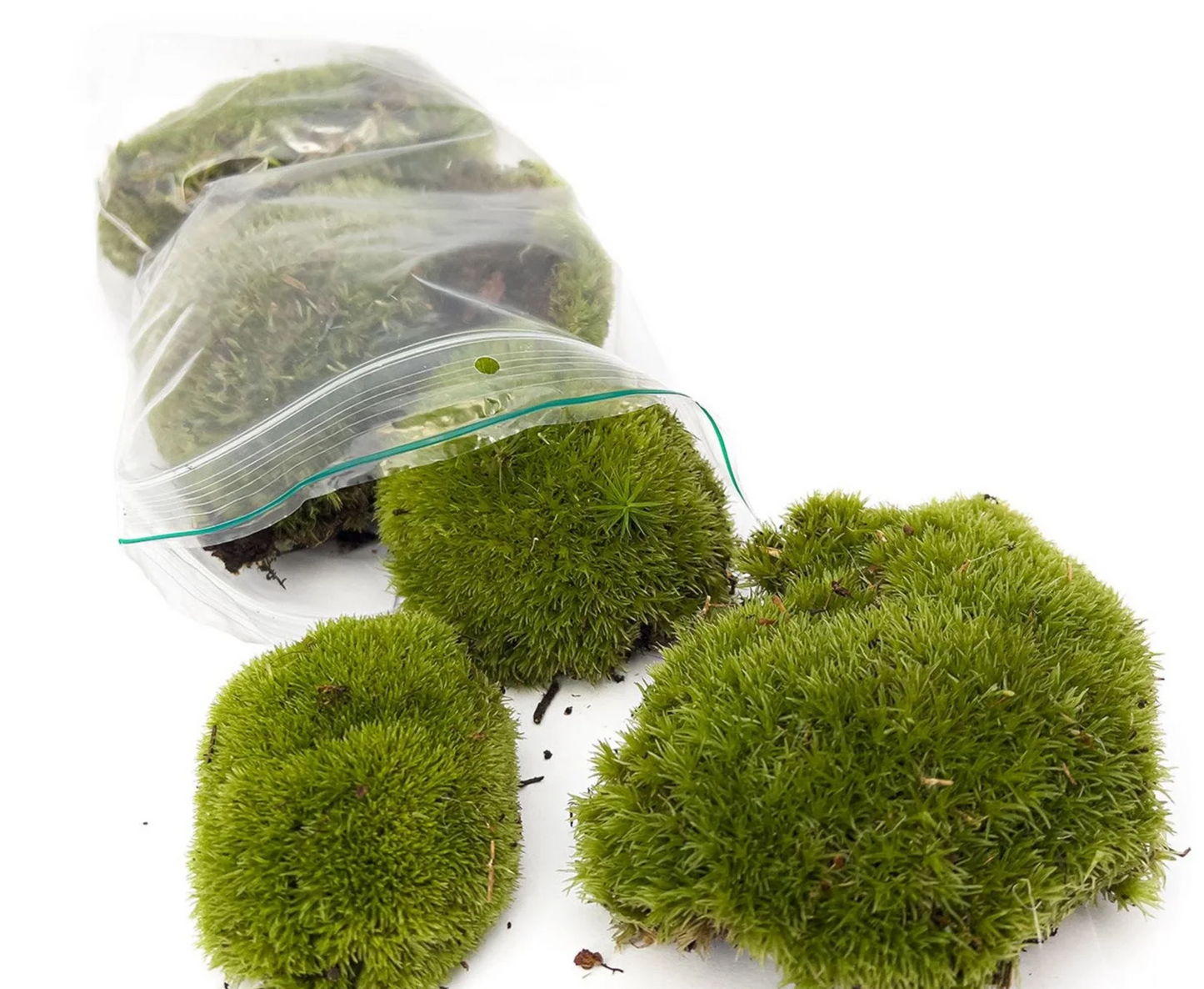 Live Cushion Moss - Premium Fresh Moss - 12 pcs (4 bags)