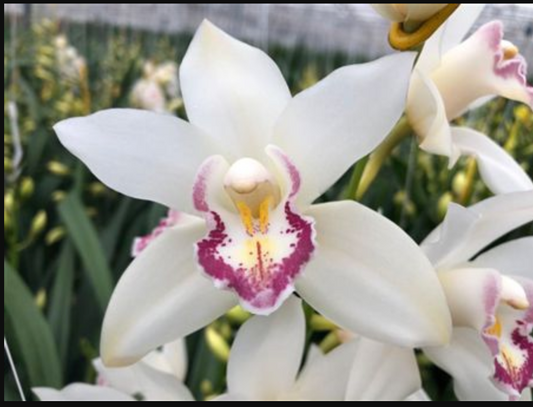 Cymbidium – grower's selection