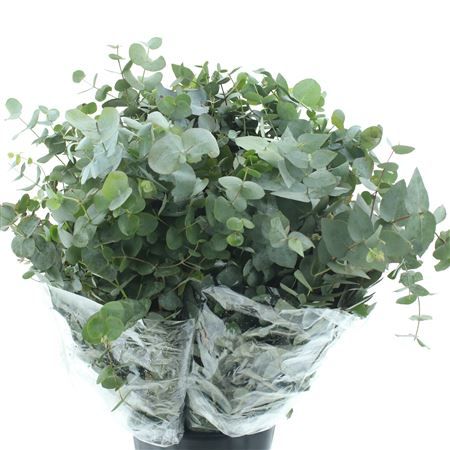 Eucalyptus cinerea