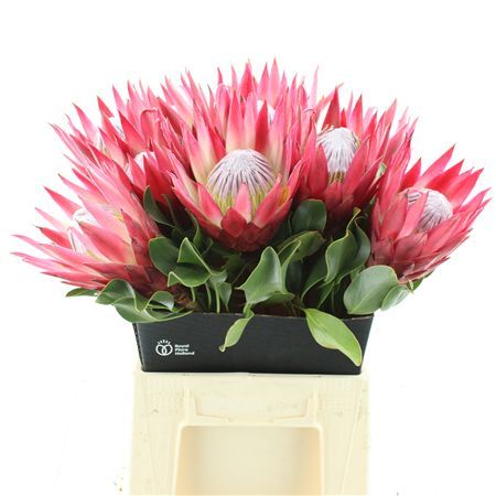 King Protea 'Madiba'