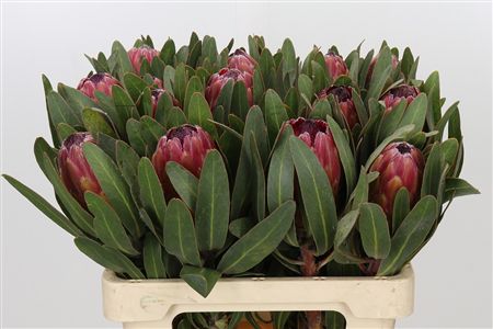 Protea 'Red Ice'