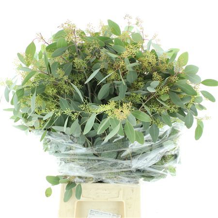 Eucalyptus polyanthemos with seed pods