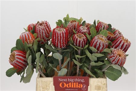 Banksia coccinea