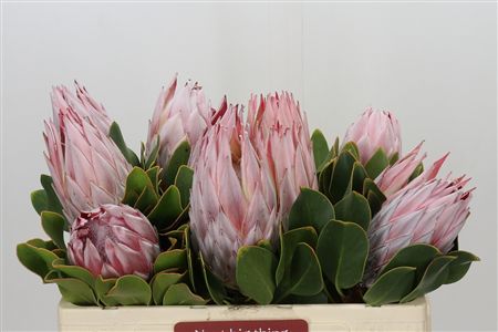 King Protea