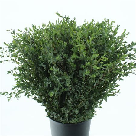 Eucalyptus parvifolia