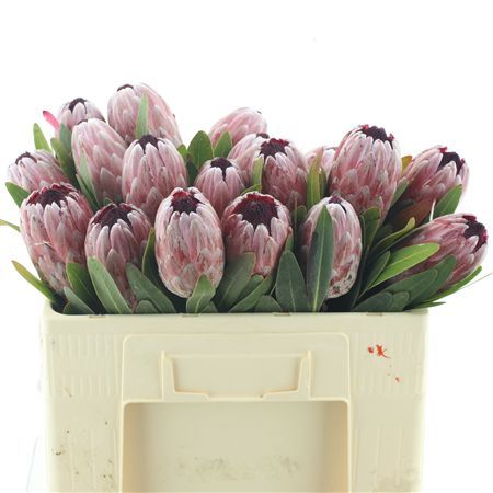 Protea 'Pink Ice'