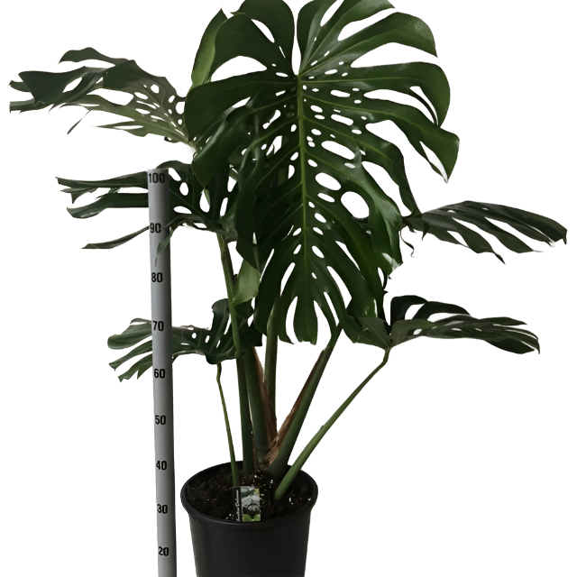 Monstera XXL ( Foglie Giganti ) Vaso 32 cm  altezza 130 cm