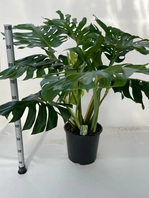 Monstera XXL( Foglie Giganti )  Quattro piante in Vaso 32 cm  altezza 130 cm