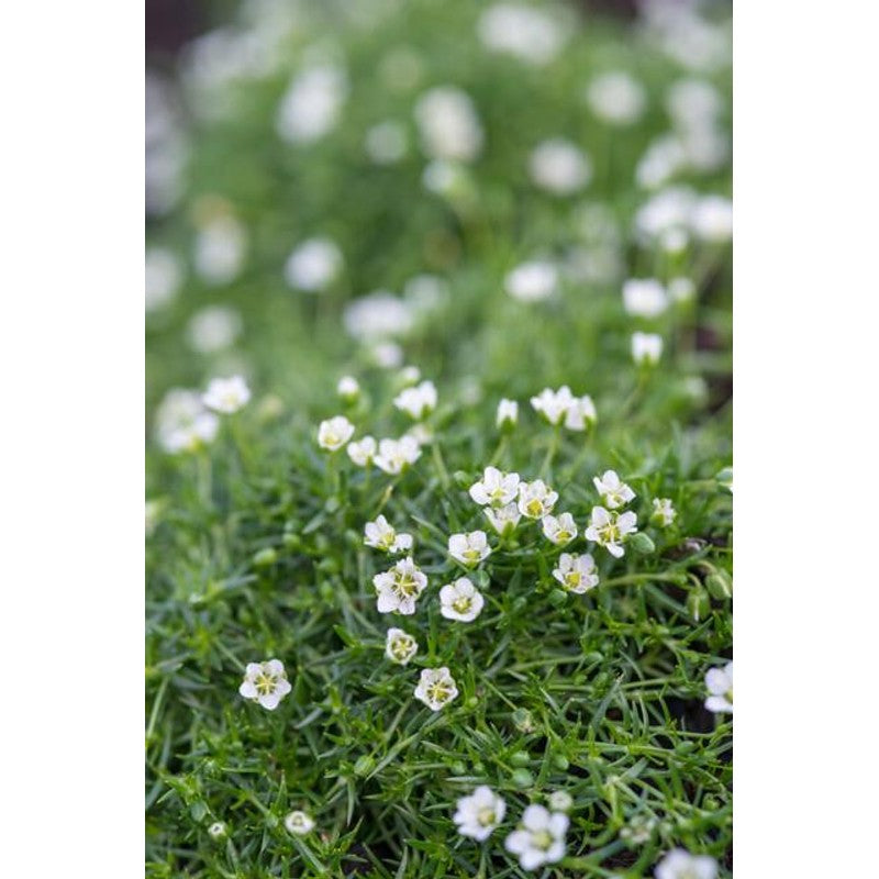 60x Sagina subulata - ↕10-25cm - Ø9cm