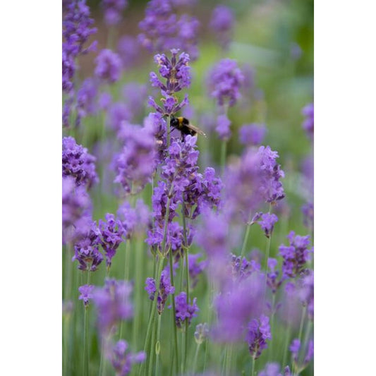 60x Lavender (English) 'Munstead' - ↕10-25cm - Ø9cm