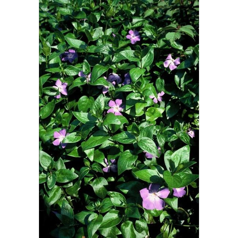 60x Vinca major - ↕10-25cm - Ø9cm