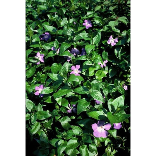 60x Vinca major - ↕10-25cm - Ø9cm