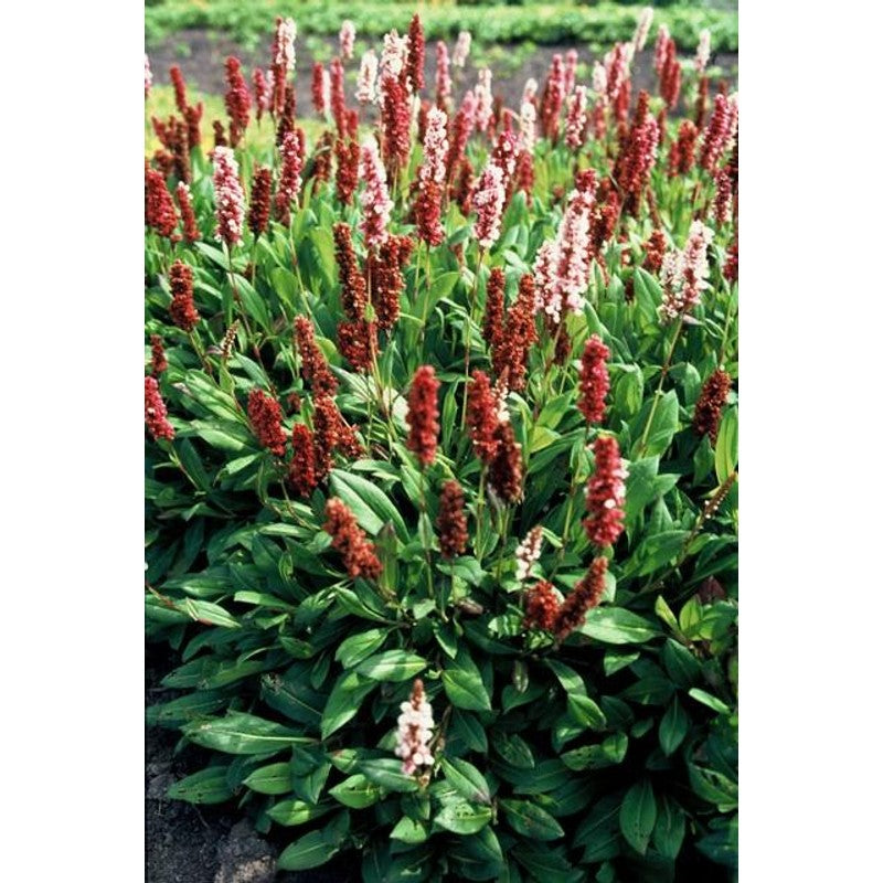 60x Persicaria aff. 'Darjeeling Red' - ↕10-25cm - Ø9cm