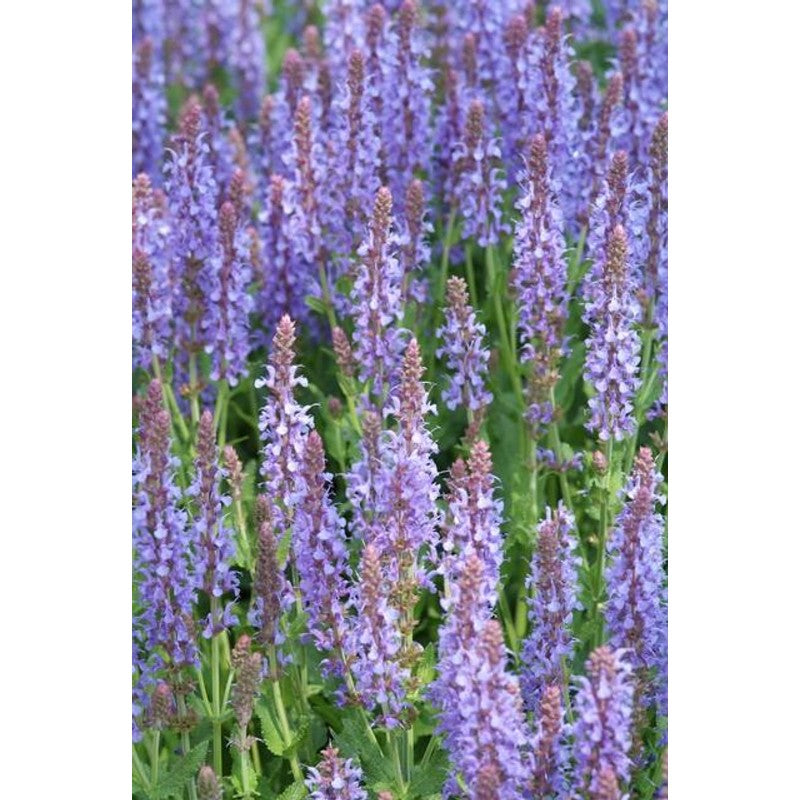 60x Salvia nem. 'Caradonna' - ↕10-25cm - Ø9cm