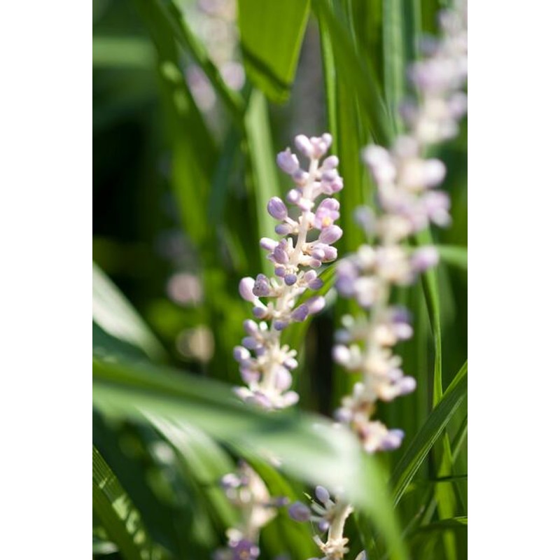 48x Liriope muscari 'Monroe White' - ↕10-25cm - Ø9cm