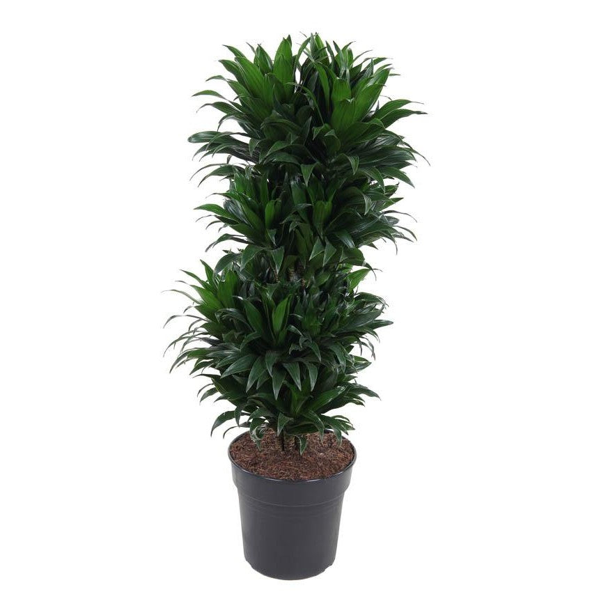 Dracaena Compacta Vertakt P27 - Ø27cm - ↕100cm