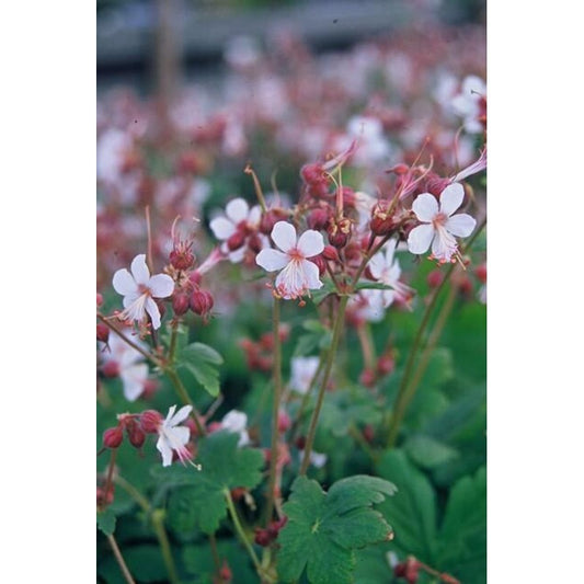 60x Geranium macr. 'Spessart' - ↕10-25cm - Ø9cm