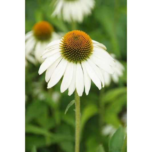 60x Echinacea p. 'White Swan' - ↕10-25cm - Ø9cm