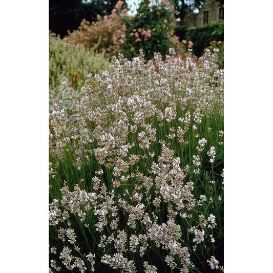 60x Lavandula int. 'Edelweiss' - ↕10-25cm - Ø9cm