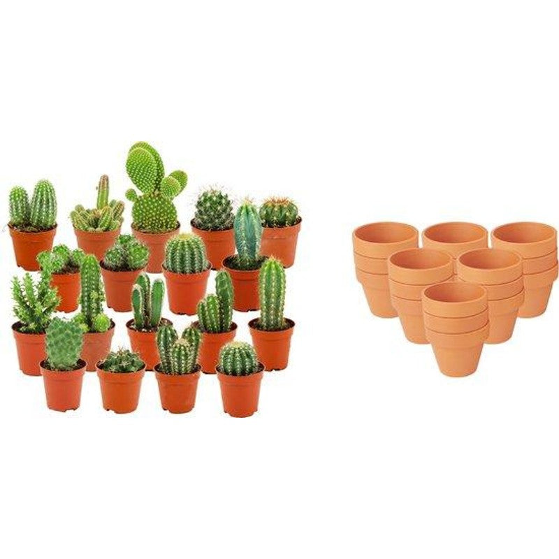 Mini Cactus Mix - 18 Pezzi - Ø 8,1 cm - Altezza: 5-10 cm - Vasi in terracotta