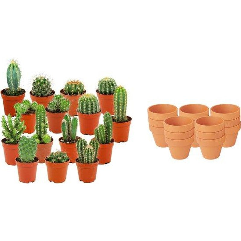 Mini Cactus Mix - 15 Pezzi - Ø 8,1 cm - Altezza: 5-10 cm - Vasi in terracotta