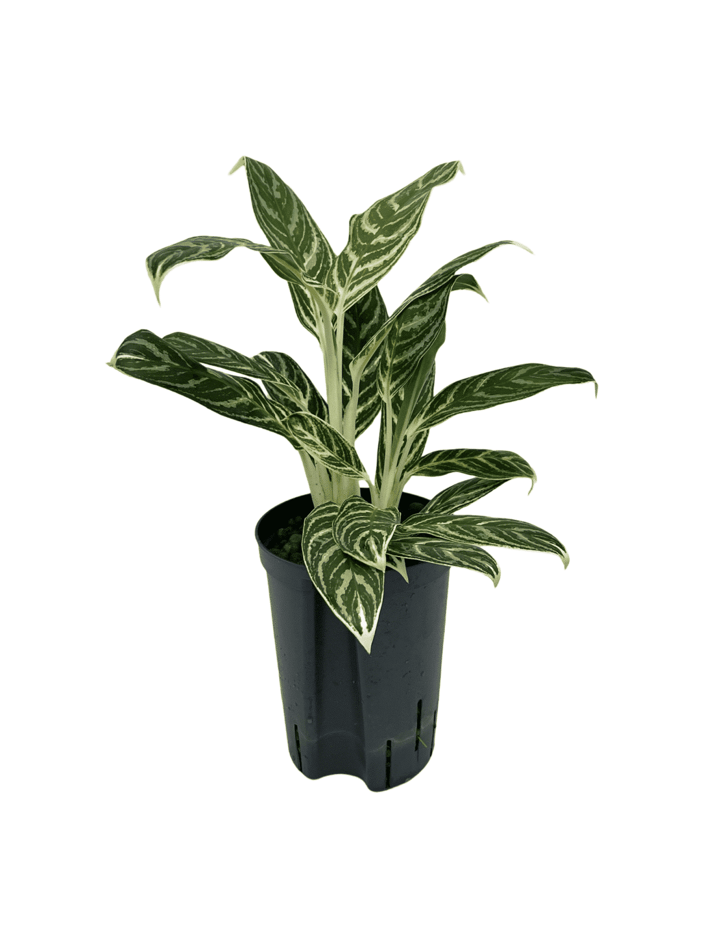 Aglaonema 'Ivy Green'