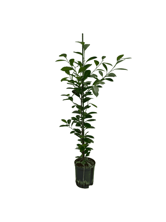 Ficus 'Moclame'