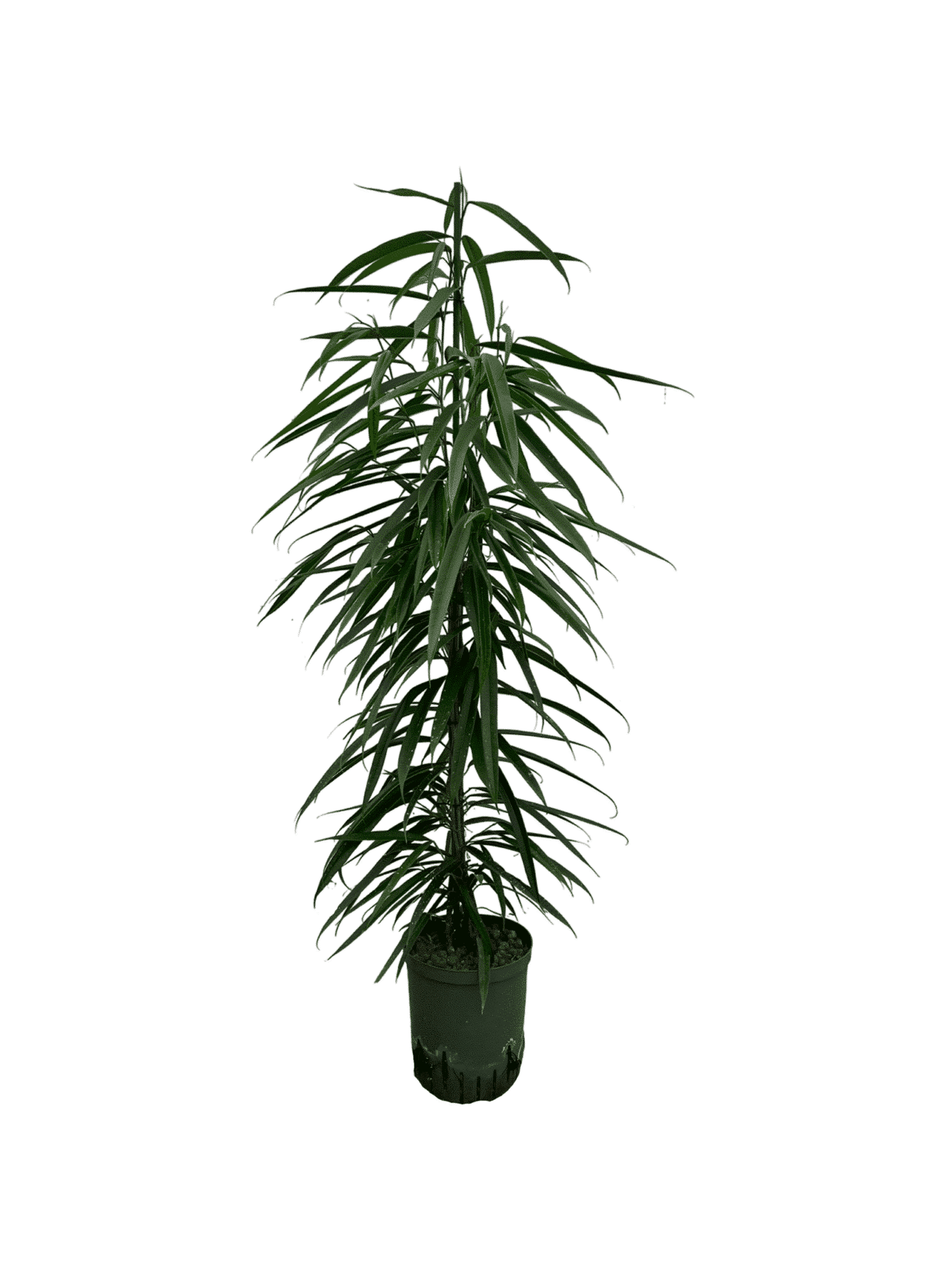 Ficus longiolia 'Alii'