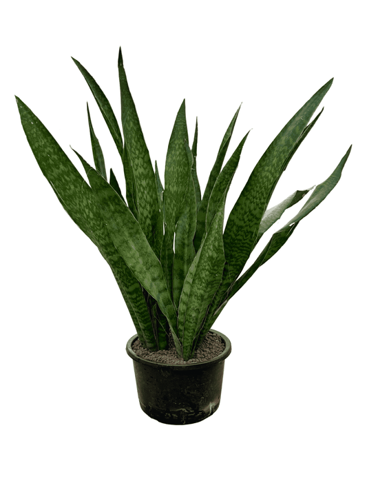 Sansevieria 'Sauvage'