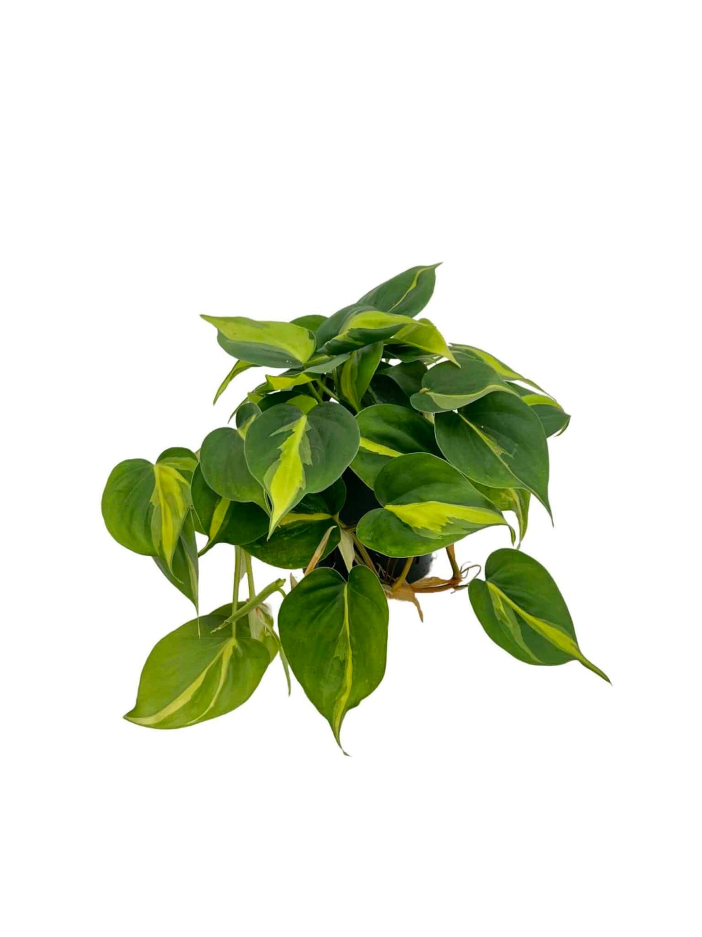 Filodendro scandens 'Variegata'