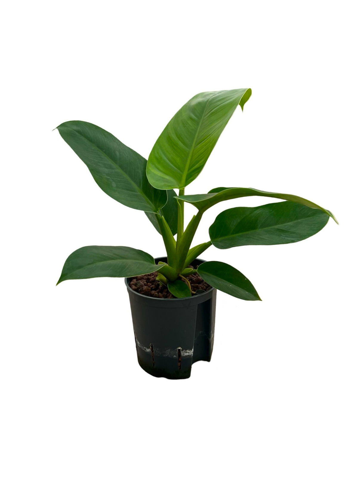 Filodendro 'Imperial Green'