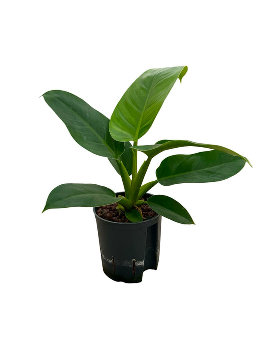 Filodendro 'Imperial Green'