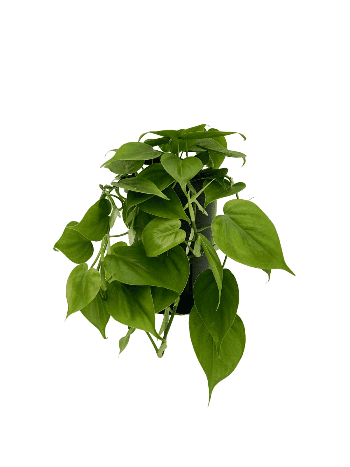 Scandali di Philodendron