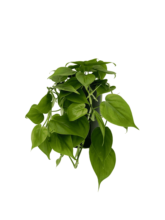 Scandali di Philodendron